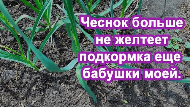 Бабушка под Чеснок вливала Этот "Раствор" Чеснока в 2 раза больше, кончики чеснока не желтели. Опыт. Бабушка под Чеснок вливала Этот "Раствор" Чеснока в 2 раза больше, кончики чеснока не желтели. Опыт.