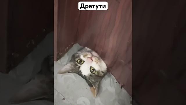#доброеутро #кот #коты #котик #котики #милота #прикол #приколы #смешное #cat #cats #catshorts #funny #доброеутро #кот #коты #котик #котики #милота #прикол #приколы #смешное #cat #cats #catshorts #funny