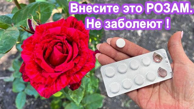Вмиг оживит РОЗЫ "Аптечное средство за 30 руб". Увеличиваем количество бутонов и яркость цвета роз Вмиг оживит РОЗЫ "Аптечное средство за 30 руб". Увеличиваем количество бутонов и яркость цвета роз