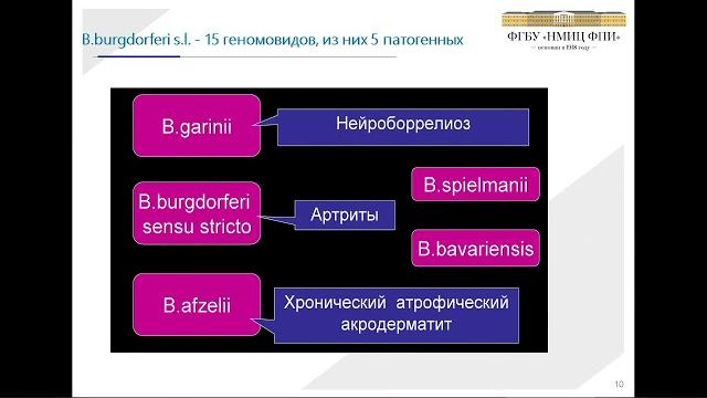 Болезнь Лайма: современный взгляд на проблему Болезнь Лайма: современный взгляд на проблему