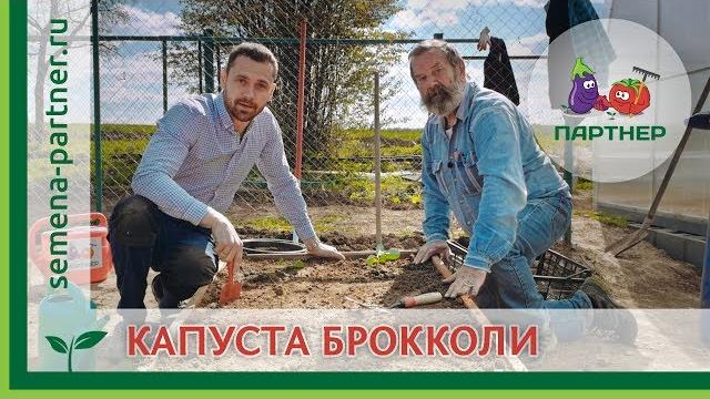 КАК САЖАТЬ БРОККОЛИ В ОТКРЫТЫЙ ГРУНТ КАК САЖАТЬ БРОККОЛИ В ОТКРЫТЫЙ ГРУНТ