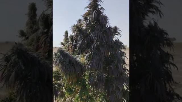 purple og kush plant in afghanistan dagar kakar khorasan purple og kush plant in afghanistan dagar kakar khorasan