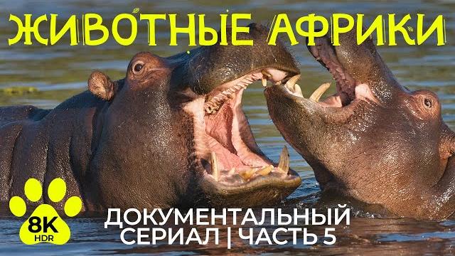 Дикая природа Африки – #5 | 8K HDR Фильм о животных дельты реки Окаванго и солончака Нксай-Пан Дикая природа Африки – #5 | 8K HDR Фильм о животных дельты реки Окаванго и солончака Нксай-Пан