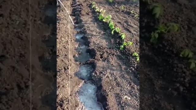Сажаем томаты в открытый грунт Сажаем томаты в открытый грунт