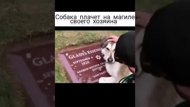Грустное видео на сегодня/Sad video for today Грустное видео на сегодня/Sad video for today
