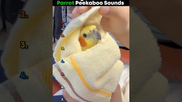 Ranking The Funniest Parrot Peekaboo Sounds #parrot #sound Ranking The Funniest Parrot Peekaboo Sounds #parrot #sound