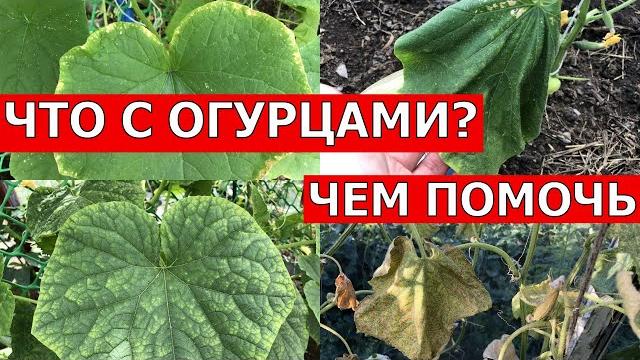 ЛИСТЬЯ ОГУРЦОВ ЖЕЛТЕЮТ И ВЯНУТ, СРОЧНО СДЕЛАЙТЕ ЭТО... ЛИСТЬЯ ОГУРЦОВ ЖЕЛТЕЮТ И ВЯНУТ, СРОЧНО СДЕЛАЙТЕ ЭТО...