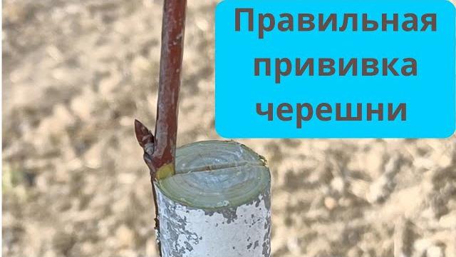 прививка черешни прививка черешни