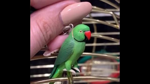 Говорящий попугай Ричи . Видели видео. Говорящий попугай Ричи . Видели видео.