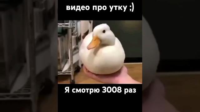 Бесконечное видео про утку ;) #утка #funny #memes #мем #shortvideo #shortsvideo #shorts Бесконечное видео про утку ;) #утка #funny #memes #мем #shortvideo #shortsvideo #shorts