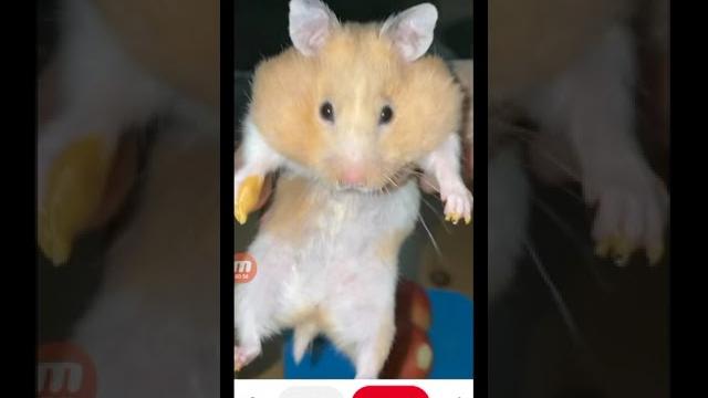 как скачать видео из пинтерест как скачать видео из пинтерест