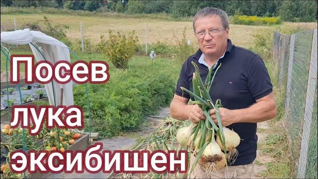 Как и когда сеять лук ЭКСИБИШЕН Как и когда сеять лук ЭКСИБИШЕН