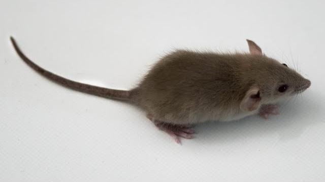 Настоящая мышка для кошки на экране Настоящая мышка для кошки на экране