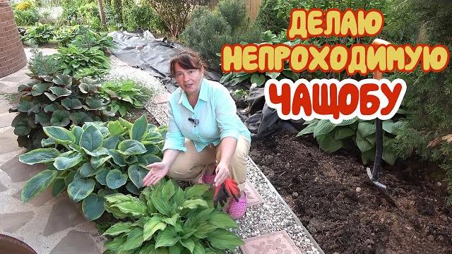 ВСЕ БЕСПЛАТНО: и НАВОЗ, и БАДАН! Нам везет! Чистка МОЖЖЕВЕЛЬНИКОВ - не для слабонервных! ВСЕ БЕСПЛАТНО: и НАВОЗ, и БАДАН! Нам везет! Чистка МОЖЖЕВЕЛЬНИКОВ - не для слабонервных!
