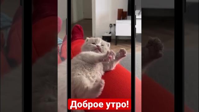 Доброе утро! #приколы #animals #животные #смех #коты #cat #смешныекошки #funnyvideo #кошки #мем Доброе утро! #приколы #animals #животные #смех #коты #cat #смешныекошки #funnyvideo #кошки #мем