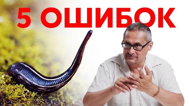 5 ОШИБОК при постановке пиявок 5 ОШИБОК при постановке пиявок