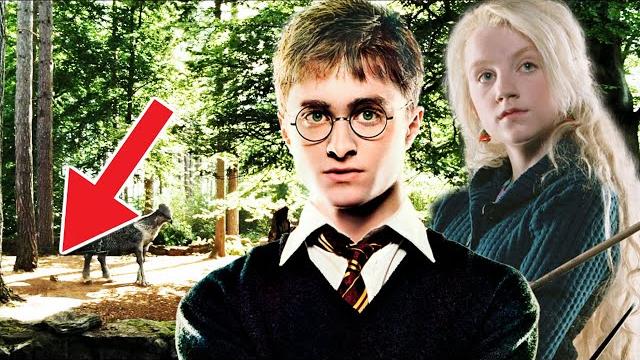 Зачем оборотню шоколад и почему важен навоз? Гарри Поттер и интересные факты со съемок фильмов Зачем оборотню шоколад и почему важен навоз? Гарри Поттер и интересные факты со съемок фильмов