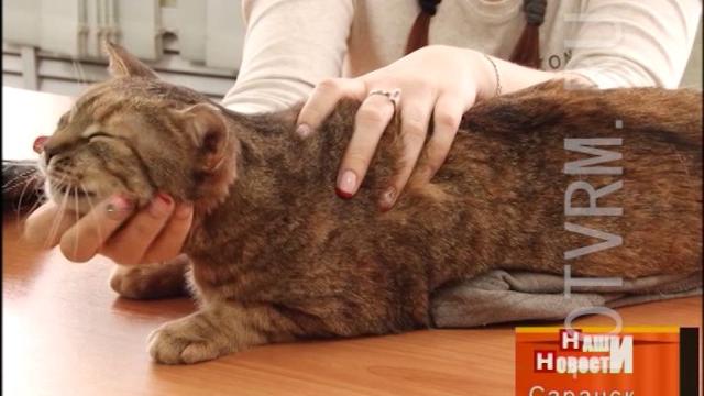 День кошек День кошек