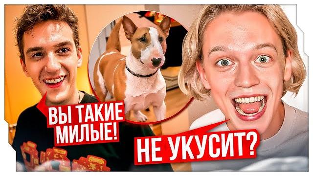 ЭВЕЛОН ПОКАЗАЛ ПАРАДЕЕВИЧУ СВОЮ СОБАКУ / ЛЮТЫЙ УГАР С СОБАКОЙ ЭВЕЛОНА НА СТРИМЕ / EVELONE ROFLS ЭВЕЛОН ПОКАЗАЛ ПАРАДЕЕВИЧУ СВОЮ СОБАКУ / ЛЮТЫЙ УГАР С СОБАКОЙ ЭВЕЛОНА НА СТРИМЕ / EVELONE ROFLS