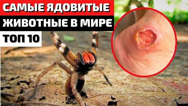 Самые ядовитые животные в мире | Самые опасные животные | Самые ядовитые существа в мире | Самые ядовитые животные в мире | Самые опасные животные | Самые ядовитые существа в мире |