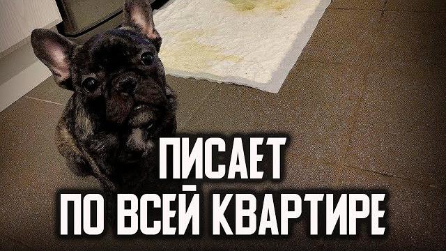 Французский бульдог писает по всей квартире Французский бульдог писает по всей квартире