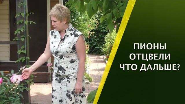 КАК УХАЖИВАТЬ ЗА ПИОНАМИ ПОСЛЕ ЦВЕТЕНИЯ!! КАК УХАЖИВАТЬ ЗА ПИОНАМИ ПОСЛЕ ЦВЕТЕНИЯ!!
