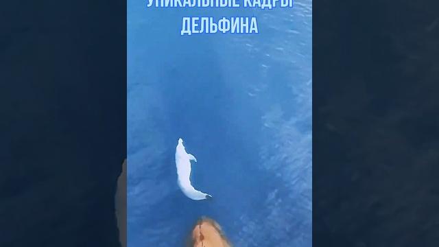 Уникальные кадры дельфина #дельфин #природа Уникальные кадры дельфина #дельфин #природа