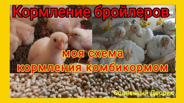 Кормление бройлеров комбикормом.Моя схема кормления для хорошего роста. Бройлеры Арбор Айкрес Кормление бройлеров комбикормом.Моя схема кормления для хорошего роста. Бройлеры Арбор Айкрес