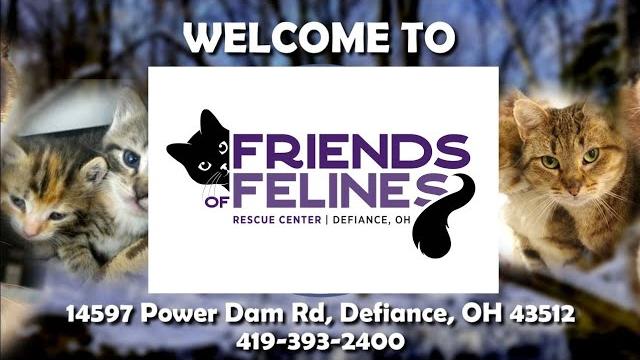 Friends of Felines Rescue Center Friends of Felines Rescue Center