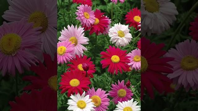 Обязательно посадите эти многолетние цветы #растения #сад #цветы Обязательно посадите эти многолетние цветы #растения #сад #цветы