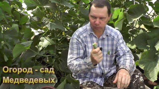 Огурцы горчат, что сделать, чтобы это исправить Огурцы горчат, что сделать, чтобы это исправить
