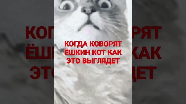 КОГДА ГОВОРЯТ ЁШКИН КОТ КОГДА ГОВОРЯТ ЁШКИН КОТ