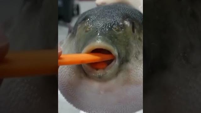 Рыба фугу ест Морковь Рыба фугу ест Морковь