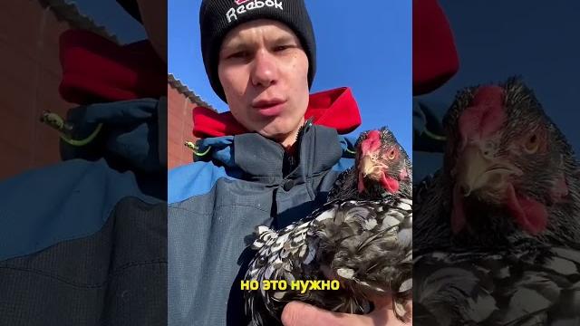 Довёл курицу до стресса Довёл курицу до стресса