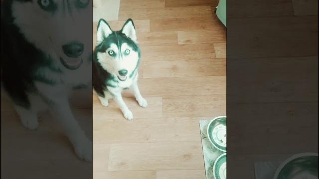 ПРИКОЛ С КОРМОМ ХАСКИ #хаски #корм #прикол ПРИКОЛ С КОРМОМ ХАСКИ #хаски #корм #прикол