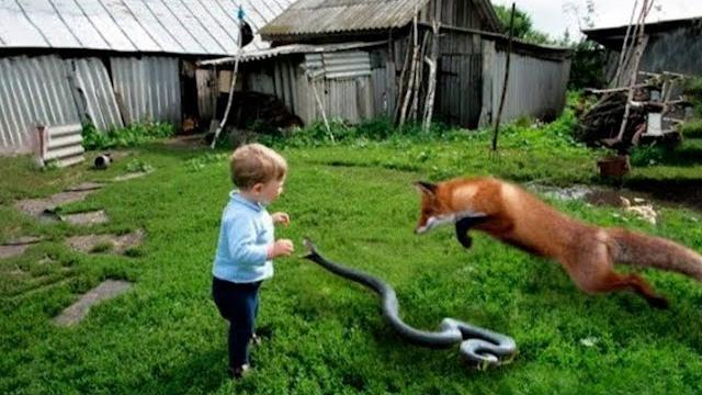 Животные СПАСАЮТ Людей! Топ 10 Животных Героев Спасших Жизни! Животные СПАСАЮТ Людей! Топ 10 Животных Героев Спасших Жизни!