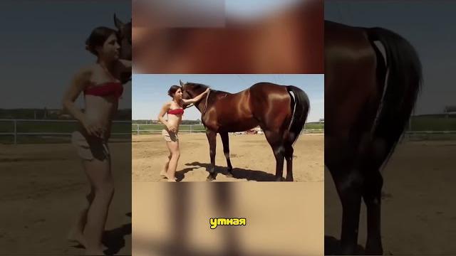 Самая Умная Лошадь Самая Умная Лошадь