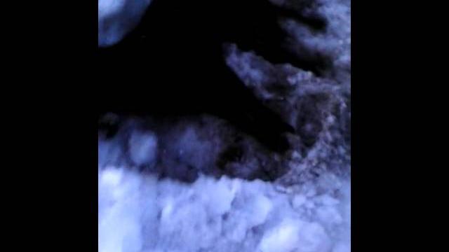 зачем нужно убивать животных зачем нужно убивать животных