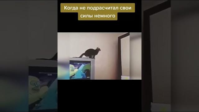 СМЕШНОЙ ГОЛУБЬ ПРИКОЛ СМЕШНОЙ ГОЛУБЬ ПРИКОЛ