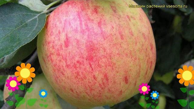Яблоня Яблочный Спас. Краткий обзор, описание характеристик malus domestica Yablochnyy Spas Яблоня Яблочный Спас. Краткий обзор, описание характеристик malus domestica Yablochnyy Spas