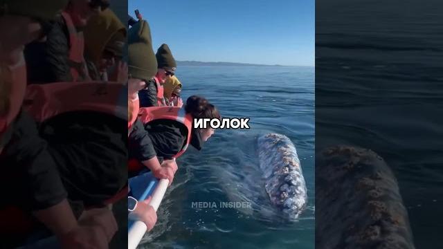 Кит подплыл вплотную Кит подплыл вплотную