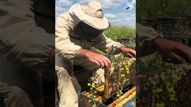 ЧТО ДЕЛАТЬ С СЕМЬЕЙ ТРУТОВКОЙ? ВИДЕО БЕЗ ВОДЫ ! Ч.2 ЧТО ДЕЛАТЬ С СЕМЬЕЙ ТРУТОВКОЙ? ВИДЕО БЕЗ ВОДЫ ! Ч.2