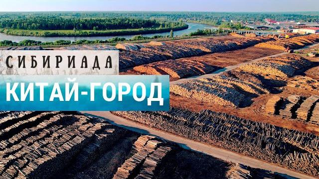 Как Китай заготавливает лес в России | СИБИРИАДА Как Китай заготавливает лес в России | СИБИРИАДА