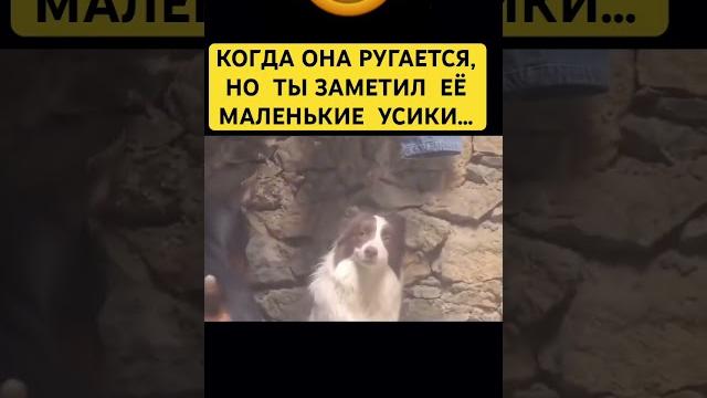 И все мысли только об этом#животные #собака #собаки #собачка #собачки #лучшее #топ #юмор #мужижена И все мысли только об этом#животные #собака #собаки #собачка #собачки #лучшее #топ #юмор #мужижена