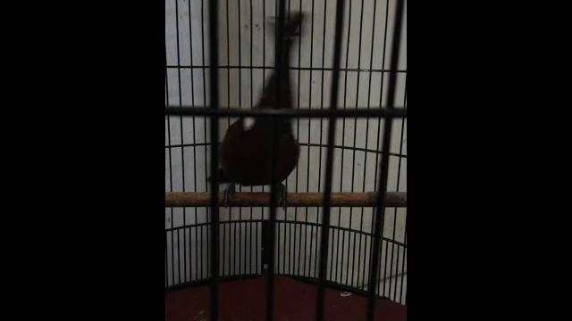 Cililin rapat jernih terbaru Cililin rapat jernih terbaru