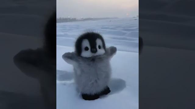 Милый пингвин видео не моё Милый пингвин видео не моё