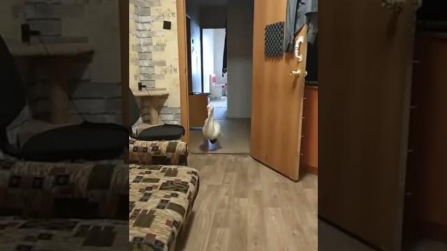 ДОМАШНИЙ ГУСЬ ДОМАШНИЙ ГУСЬ