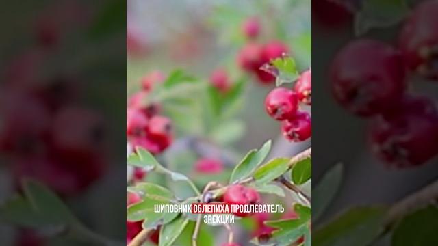 Витамин С — продлеватель эrекции. Видео о других продуктах для потенции уже у нас на канале Витамин С — продлеватель эrекции. Видео о других продуктах для потенции уже у нас на канале