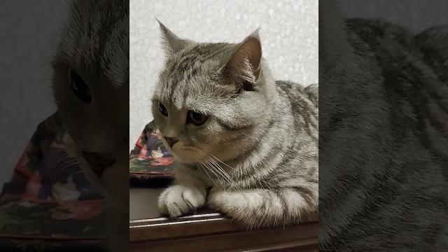 Деньги хотели забрать #анекдоты #анекдот #cat #видосыоткота #юмор #веселыекоты #кот #приколы Деньги хотели забрать #анекдоты #анекдот #cat #видосыоткота #юмор #веселыекоты #кот #приколы
