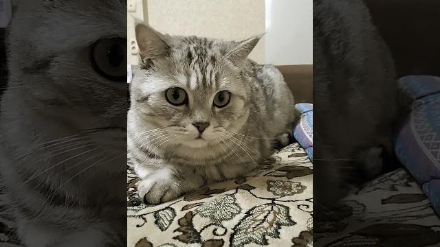 Хоть забери из садика трезвым #анекдоты #анекдот #cat #видосыоткота #юмор #веселыекоты #кот #котики Хоть забери из садика трезвым #анекдоты #анекдот #cat #видосыоткота #юмор #веселыекоты #кот #котики